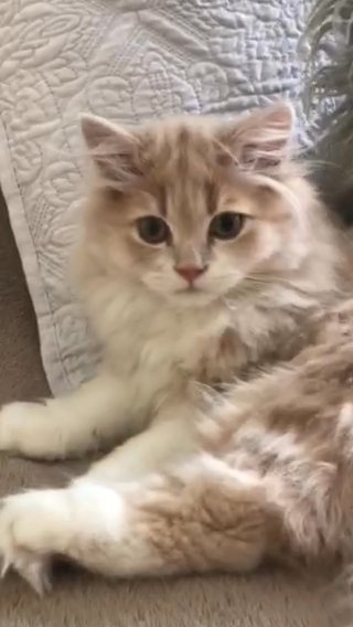 Show quality kittens