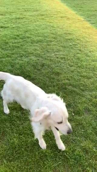 Golden Retriever stud