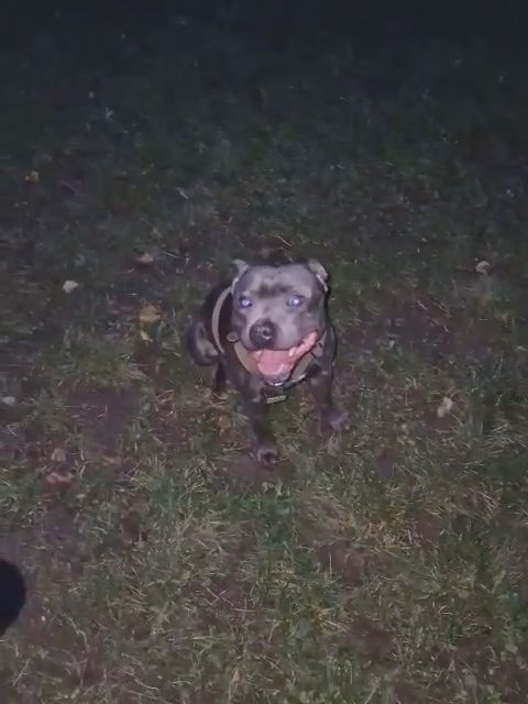 kc registered Staffordshire bull terrier STUD