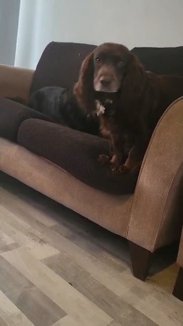 Chocolate Roan Cocker Spaniel Girl