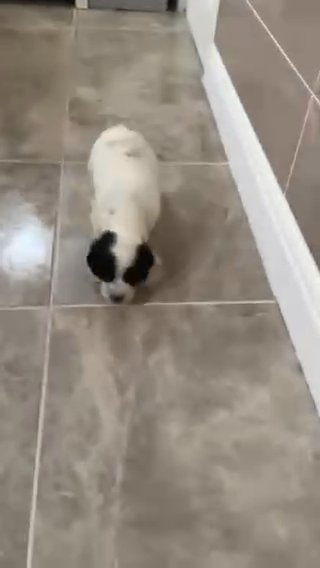 cocker spaniel puppies