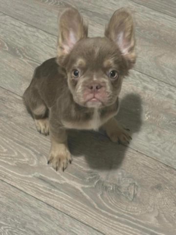 Stunning French Bulldog Puppies - Only 2 Left!!