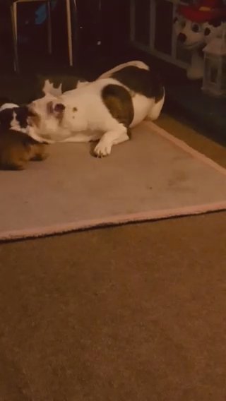 Old Tyme Bulldogs