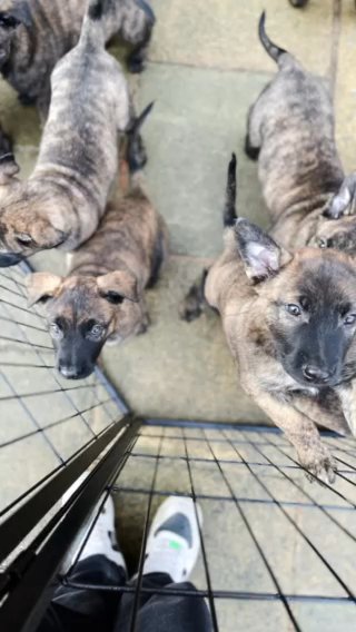Dutch Herder Litter Ready To Collect On 28th January!