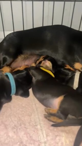 All Sold! KC Miniature Dachshund Puppies