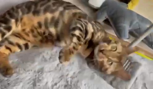 ??Extraordinary Glitter Gene Pedigree Bengal Girl??