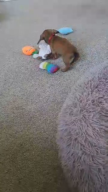 *ALL NOW SOLD* Standard dachshund puppies