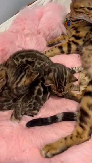 Bengal Kittens