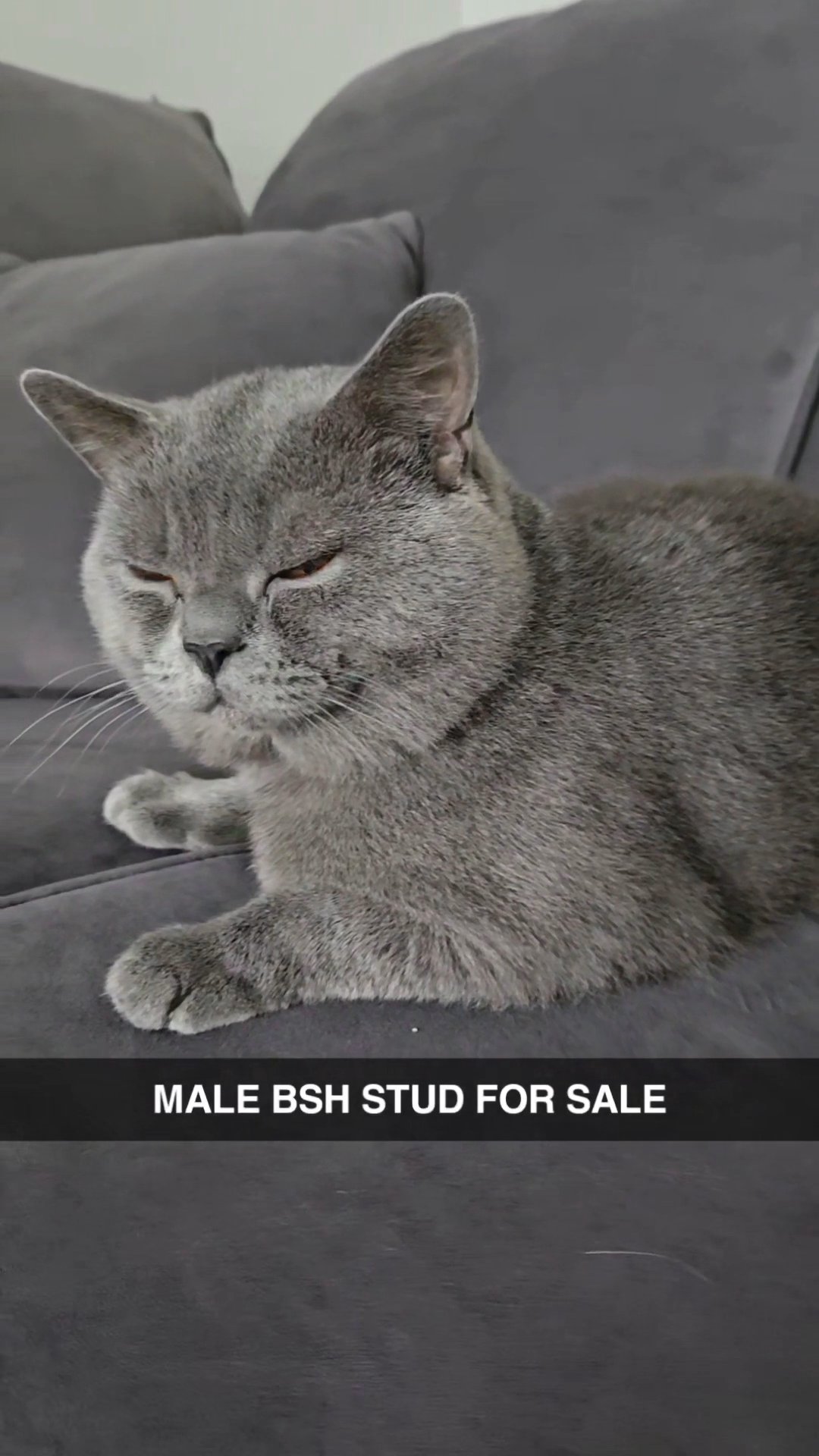 MALE BSH CAT FOR SALE