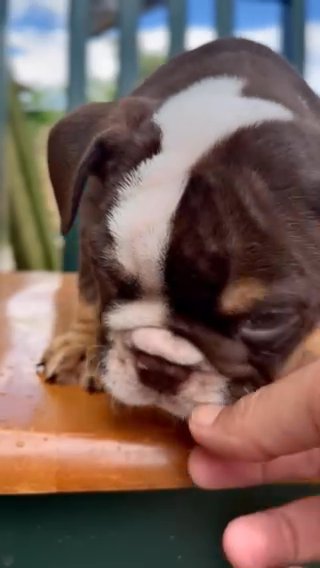 Bulldog Pup