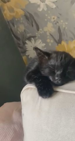 9 week old femalw