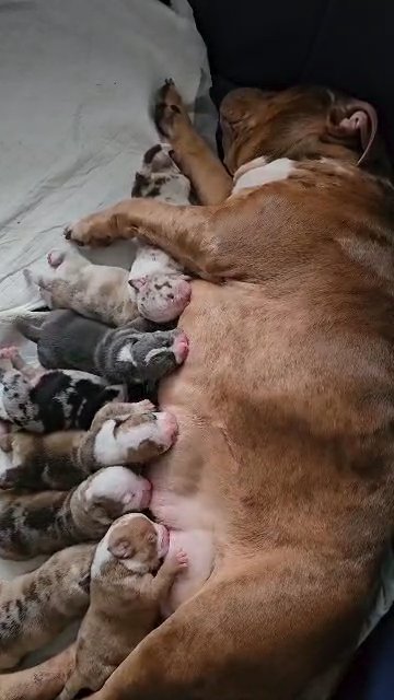 Olde English Bulldog Puppies