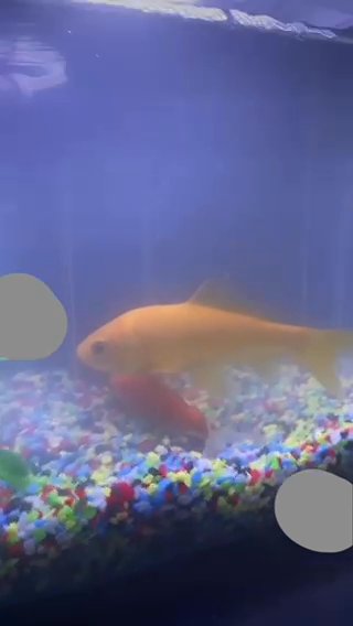 Two Lovely Golfishes For Sale