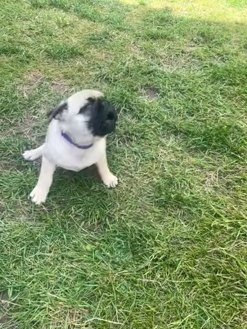 Pug Babies