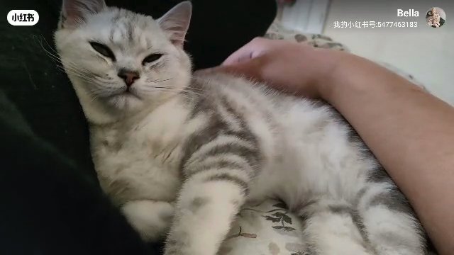 Chunky pedigree  BSH boy