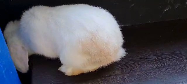 Blue eyed mini lop boy