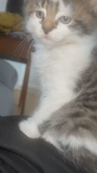 It Is Grey Cat