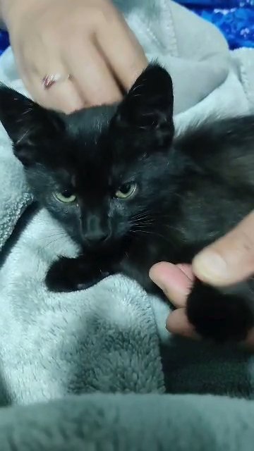 kitten Available