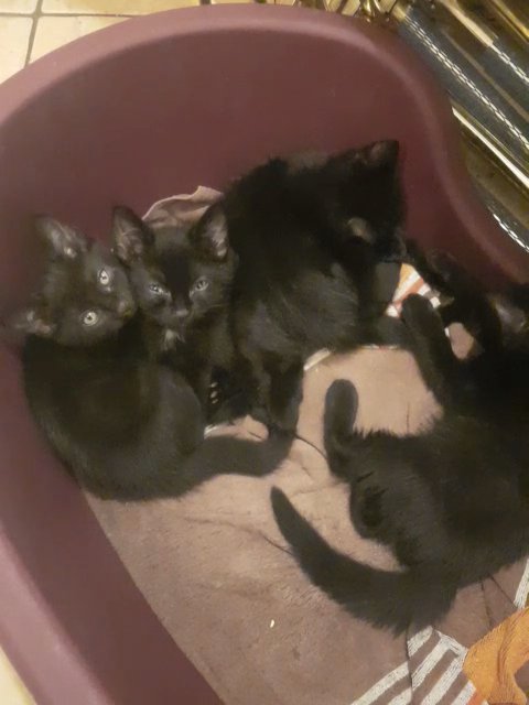 selling small kittens