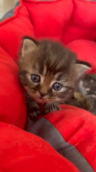 8 Beautiful Perdoll kittens Persian/Ragdoll