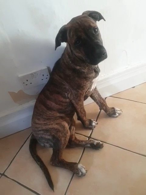 puppy 5 months old bulmastiff staff fermale