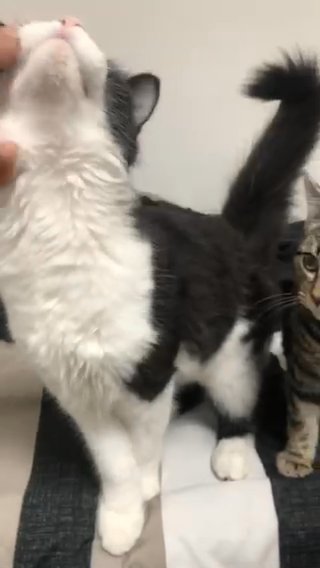2 Beautiful Kittens