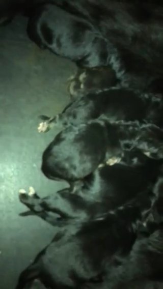 Last German Shepherd Left Ready For Sale!!