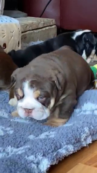Last Chocolate female English Bulldog Puppy Available