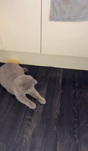 British Short Hair Kittens