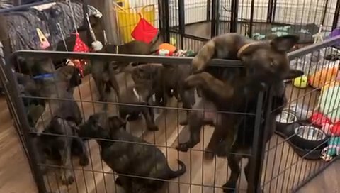 Dutch Herder/mali Puppies