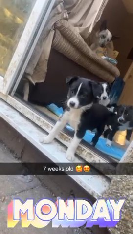 Border Collie