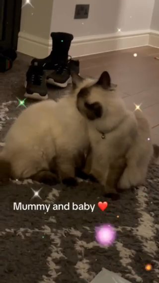 Ragdoll Male Kitten
