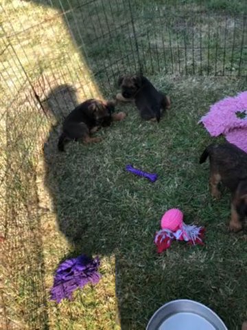 KC Border Terrier Puppies