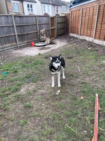Siberian Husky