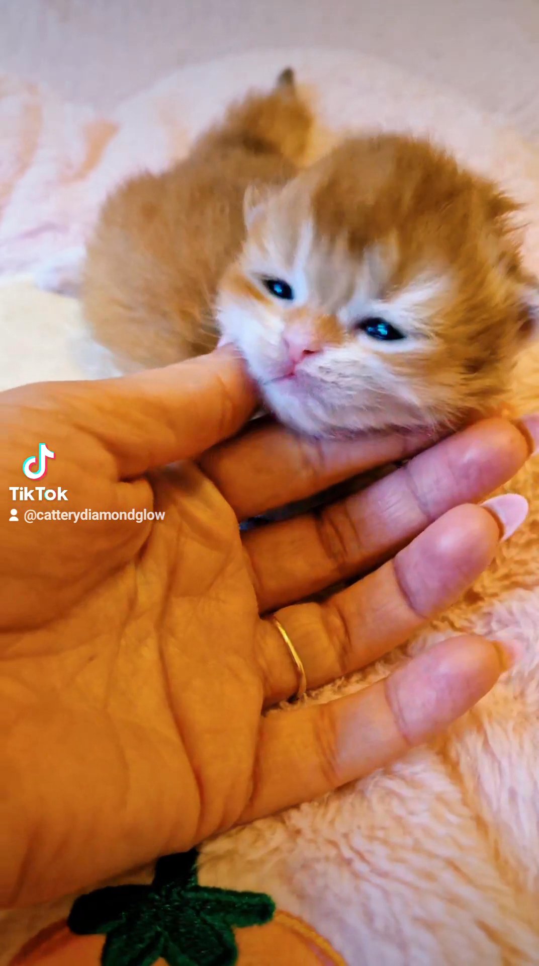 Lilac golden shaded and Chocolate golden shaded Britishlonghair kittens