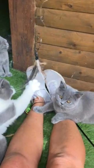 British Short Hair Kittens Available