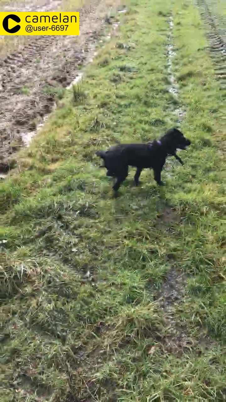 Missing Cocker Spaniel
