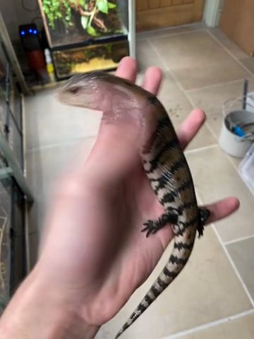 Baby Merauke Blue Tongue Skinks