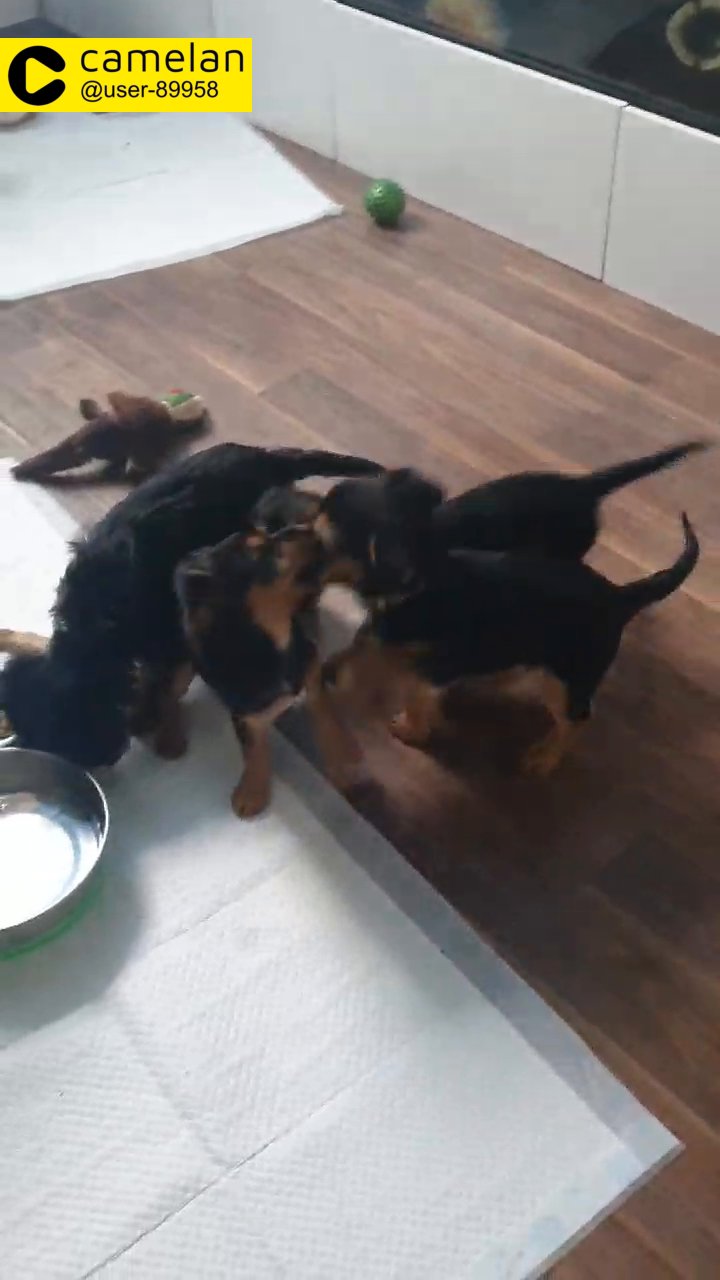 yorkshire terriers