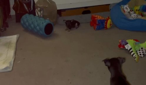 Beautiful Chihuahua Puppies Ready Monday