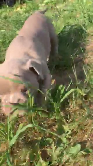 Old English Bulldog Puppy