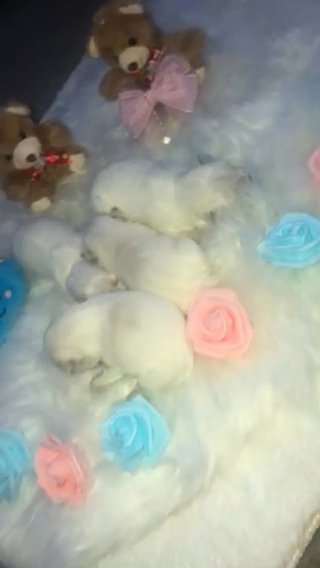 West highland Terriers