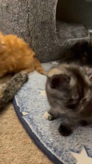 mixed british blue kittens