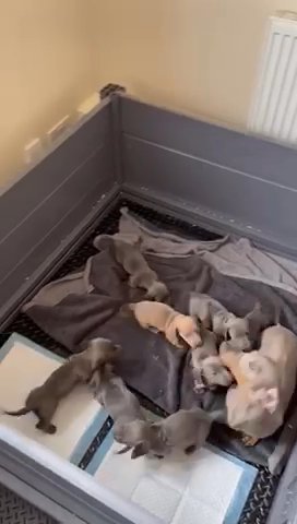 Blue Miniature Dachshunds Pra Clear Kc Ref