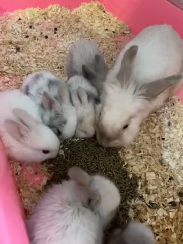 rabbits