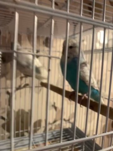 budgies