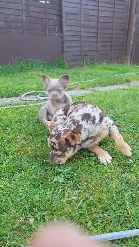 Visual Fluffy & Choc Lilac Merle&Tan Female for Sale
