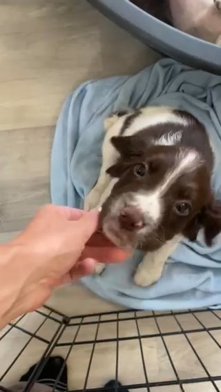 KC Registered Springer Spaniel Pups