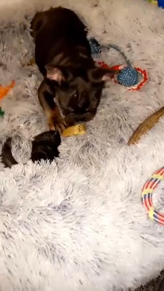 Male KC French Bulldog