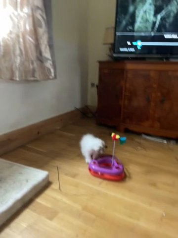 Stunning Ragdoll Kittens